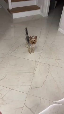 A small Yorkshire Terrier dog stands on a tile floor. It is brown, black, and tan, and is facing the camera. A voice says “Oh!” and the dog runs off after a small ball that has been thrown for it. There is a set of stairs in the background, as well as a closed door.