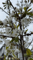Spring yard work amid blooming flowers documented in Steklyannyi