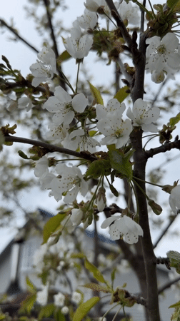 Spring yard work amid blooming flowers documented in Steklyannyi
