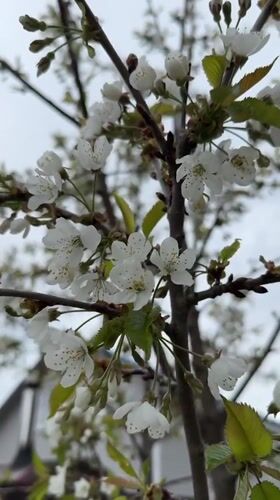 Spring yard work amid blooming flowers documented in Steklyannyi