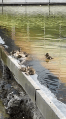 Wildlife watching session documented across Sofia urban parks