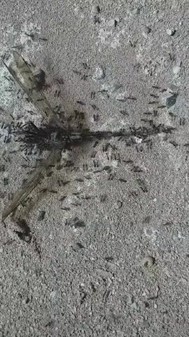 A high-angle shot shows a dead dragonfly on a gray, textured surface that appears to be concrete or asphalt. The dragonfly's body is partially decayed, and a swarm of ants is surrounding and crawling on it. Small stones and pebbles are scattered around the surface. The scene appears to be outdoors and well-lit.