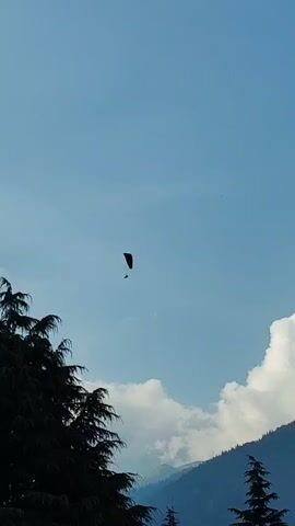 A solitary paraglider is captured in mid-flight against a hazy blue sky, its dark canopy contrasting with the lighter atmosphere. Below the paraglider, a silhouette of a person is visible, suspended by the lines of the parachute. In the foreground, the dark green foliage of pine trees dominates the left side of the frame, their branches reaching upwards. In the background, the faint outline of mountains can be seen, partially obscured by scattered white clouds and the overall atmospheric haze. The lighting suggests a daytime scene, likely overcast or with a thin veil of clouds, as evidenced by the diffused light and the somewhat muted colors.
