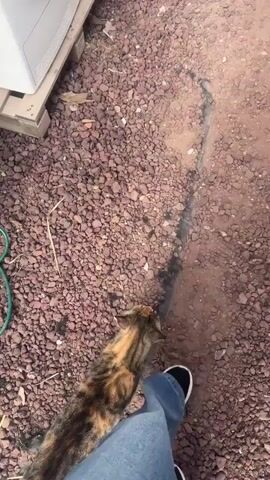 A calico cat walks on a gravel path. A person wearing blue jeans and black sneakers stands to the right of the cat, facing away from the camera. A white object, possibly part of a piece of furniture, is visible to the left of the cat. In the center of the frame, a circular concrete manhole cover is partially obscured by gravel. The environment appears to be outdoors.