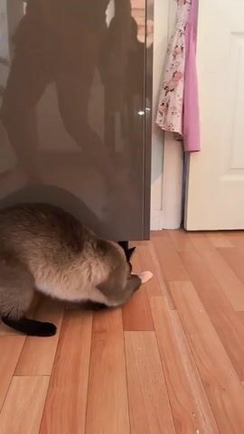 The video shows a Siamese cat playing with a toy. The cat is on a wooden floor in front of a cabinet and a white appliance. The cat is batting at a small, pink object in its paws. The cat moves in and out of frame. The video is dark and shaky.
