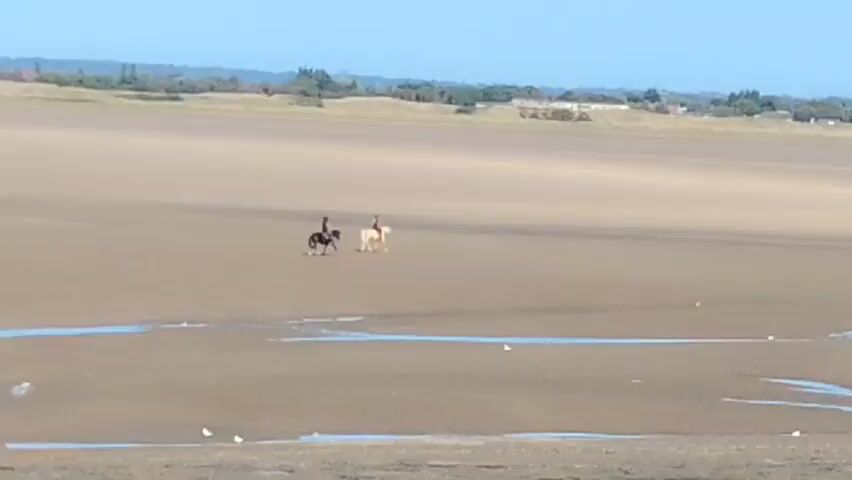 The video shows two people riding horses on a wide expanse of flat, sandy ground that appears to be a beach at low tide. The horses are walking or trotting. The riders are wearing helmets and are positioned on top of their respective horses. One horse is dark brown or black, and the other is light colored, possibly a pale cream or white. The background shows a distant shoreline with some vegetation and buildings. The sky is clear and blue. Small pools of water and scattered white birds are visible on the sand in the foreground and middle ground. The perspective is from a slightly elevated position, looking across the sand flats.