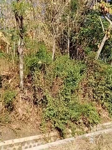 The video begins showing a close-up view of dense foliage with sunlight filtering through the trees. The camera then pans to the right, revealing a dirt road with a stone wall and railing on the left side. Beyond the railing, there are more trees and vegetation. As the camera continues to move, a narrow paved road appears, with trees and some small buildings visible on the right. A yellow car is seen driving away from the camera on the paved road. The scene appears to be a rural or semi-rural area with a clear blue sky overhead. The camera then continues to pan and tilt upwards, showing more of the sky and trees. A white sign is visible on a post by the side of the road. Another car is seen driving away on the paved road. The video ends by showing the paved road continuing uphill with trees and foliage on both sides, and the yellow car further up the road.