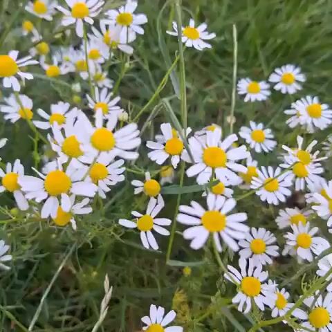 This is a close-up, slightly shaky video of a field of chamomile flowers in Mechelen, Belgium. The camera pans slowly across the blossoms, which are white with yellow centers. The flowers are growing in a dense patch, interspersed with green grass and thin stems. The lighting suggests it is daytime, possibly late afternoon or early evening, as the light is soft and diffused, creating a gentle atmosphere. There are no people or objects visible other than the flowers and vegetation. The overall impression is one of natural beauty and tranquility. The video does not contain any visible text.