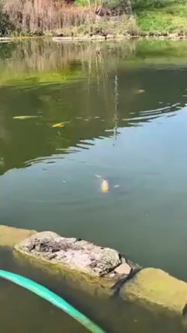 The video shows a pond with several large, yellow koi fish swimming in it. The water is murky green, and the fish are easily visible. A low stone wall edges the pond, and a green hose lies on it. Trees and grass line the far side of the pond. The camera is stable. The lighting is bright, suggesting a sunny day.