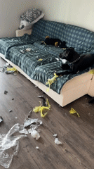 Chewed-up couch, unbothered dog, and some jewelry in Wheeling