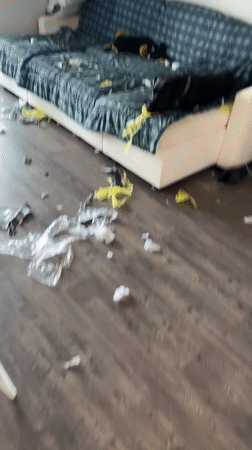 Chewed-up couch, unbothered dog, and some jewelry in Wheeling