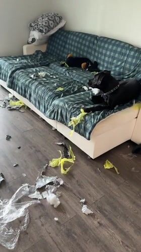 Chewed-up couch, unbothered dog, and some jewelry in Wheeling