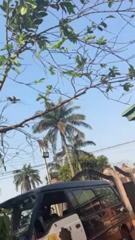 The video shows a partially visible black van parked near a gate with a light blue sky in the background. A few palm trees are visible, along with branches from another tree framing the top of the scene. A light post is visible near one of the palm trees. A person's arm is briefly seen near the van's door.