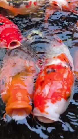 The video shows a tight close-up shot of a group of colorful koi fish swimming in a pond or tank. The fish are primarily orange, white, and red, with some having black spots. They are clustered together, their mouths opening and closing as they swim near the surface of the water. Ripples and reflections are visible on the water's surface. The camera remains relatively still throughout the short video.
