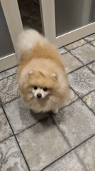 Pomeranian dog captured in multiple indoor moments in Yekaterinburg