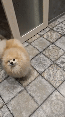 Pomeranian dog captured in multiple indoor moments in Yekaterinburg