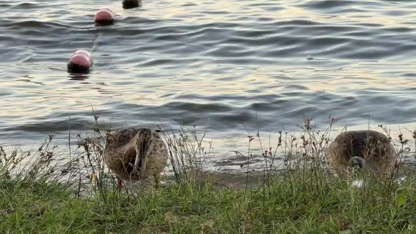 The video shows a body of water with ripples. In the foreground, there is green grass and two ducks are partially visible. In the water, there are several red and white buoys floating in a line. Another duck swims in the water. The lighting suggests it may be dusk or dawn.