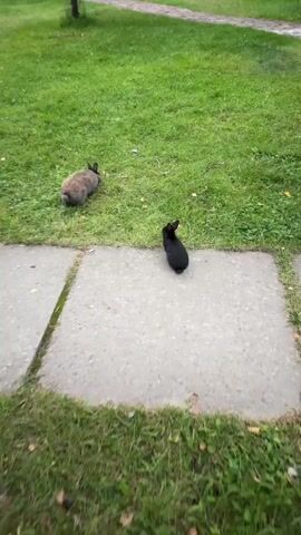 Two rabbits are in a grassy area next to a concrete path. The rabbit on the left is light brown and facing away from the camera, towards the grass. The rabbit on the right is black and facing away from the camera, towards the grass. The camera moves forward, and the black rabbit briefly turns its head.