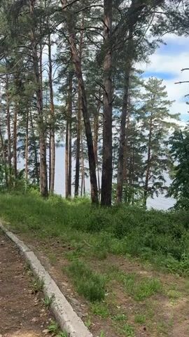 The video captures a slow, rightward pan across a natural landscape. Numerous tall, slender pine trees with dark trunks and green needles stand prominently in the foreground and midground. Beneath the trees, there is dense green undergrowth, comprising various plants and grasses. A narrow dirt path, partially bordered by a gray concrete curb on its left, occupies the lower left portion of the frame. Beyond the trees, a large body of water, appearing calm and reflecting the sky, is visible. The sky above is light blue with scattered white clouds. As the camera pans, the dirt path becomes less defined, blending into the natural terrain, and a patch of yellow wildflowers appears in the lower right corner. No human figures or animals are present.