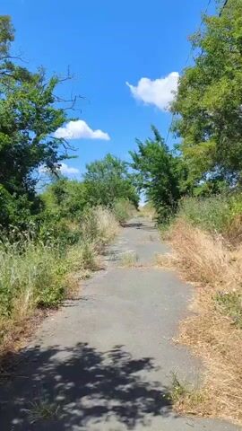 The video displays a narrow, unpaved road overgrown with dry grass and vegetation. Trees and bushes line both sides of the road, with some trees appearing larger and more mature than others. The sky is blue with scattered white clouds. The camera pans and moves along the road, providing views of the surrounding environment.