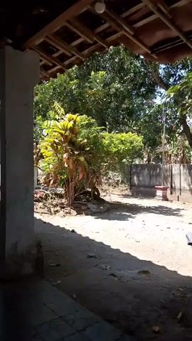 The video shows a view from under a covered porch, looking out into a sunlit yard. There are trees and plants visible, as well as a wall and some debris on the ground. The porch has a wooden roof with visible beams. The ground in the foreground is concrete, with shadows cast by the roof. In the yard, there is a light-colored wall, some vegetation, and a red object on the ground near the wall. The overall impression is of an outdoor space in a warm, sunny climate.