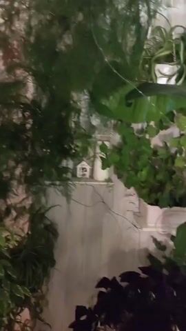The camera pans up from some houseplants towards a shelf with decorative items. A doll in a red dress sits atop the shelf. The shelf also holds a small white birdhouse and a white vase. Wires are visible against the wall. The houseplants fill much of the frame.