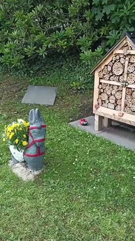 The video captures a garden scene in Annagry, Ireland. The setting appears to be a backyard or a community garden, with lush green grass and a variety of plants and decorative elements.

In the foreground, a statue of a donkey is adorned with a red bridle and a pot filled with yellow flowers. To its right, a quaint, wooden insect hotel stands tall, built with numerous cylindrical compartments, likely to provide shelter for beneficial insects. A small, red ladybug decoration rests on the concrete base of the insect hotel, and further to the right, a yellow and black striped bumblebee decoration is visible.

Further into the garden, a collection of plants with long, green leaves are arranged behind a decorative green border. A bright red watering can with a yellow spout, filled with a small plant topped with a single purple flower, sits atop a tree stump. Beyond this, a densely foliated bush is surrounded by more plants and a decorative pink mushroom. Towards the right edge of the frame, a small yellow wheelbarrow filled with purple flowers adds another touch of color.

The scene suggests a tranquil day in a well-maintained garden. The presence of the insect hotel and the various garden decorations indicates a focus on attracting wildlife and creating a whimsical atmosphere. The overall impression is one of a peaceful, possibly sunny, day, with the garden thriving. No people are visible in the frame, and no discernible text is present apart from what might be inscribed on the insect hotel, which is too small to read clearly.