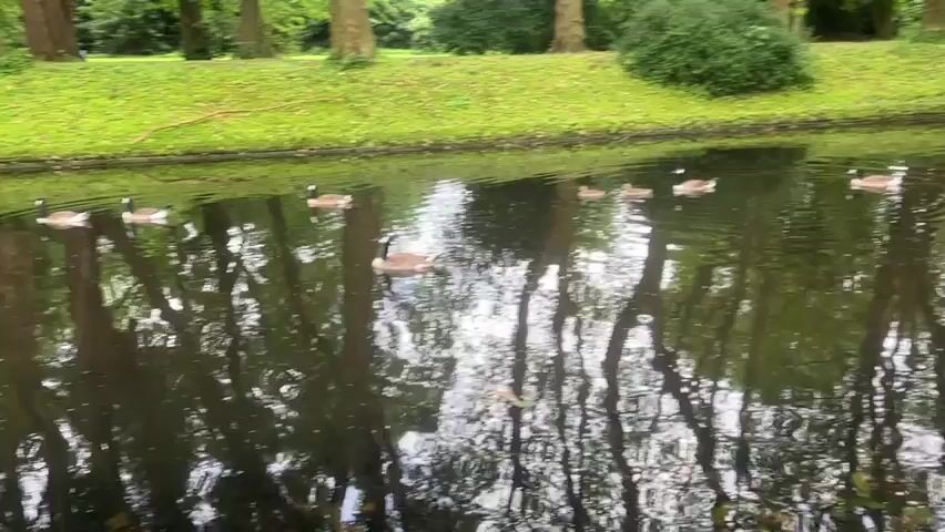 A family of four geese, consisting of two adults and two smaller goslings, swim from the right side of a dark pond towards the left, then back to the center. The pond reflects trees from the background. Green grass lines the bank behind the water.
