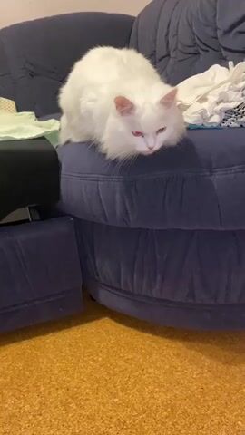 A white cat with pink ears is lying on a dark blue, plush sofa. The cat is facing to the right and appears to be looking down. Its eyes are intermittently glowing red. The sofa is upholstered and has a rounded shape. To the left of the cat, on the sofa, is a pile of light green fabric. To the right of the cat, also on the sofa, is a pile of white laundry. The floor in front of the sofa is a textured, yellow-brown material, possibly cork or linoleum. The background wall is visible in the upper left corner, appearing to be a light beige color.