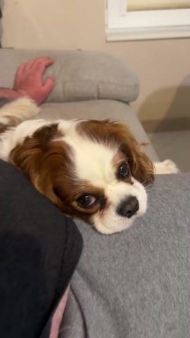 A close-up shot shows a Cavalier King Charles Spaniel lying on a person's lap. The dog has brown and white fur and is looking at the camera with its dark eyes. A hand is visible on the gray sofa cushion behind the dog. The person's clothing appears to be gray. The environment is indoors with a white wall visible in the background. The dog appears relaxed and content.