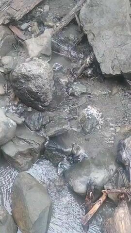 A camera pans across a rocky stream bed with several fallen logs and large boulders. The water is shallow and appears murky, flowing over the rocks. The surrounding environment is heavily wooded with dense green foliage visible at the top of the frame. The scene suggests a natural, undeveloped area.