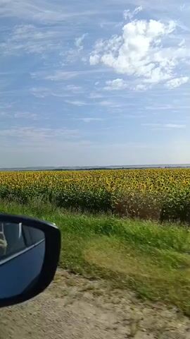 The video shows a view from inside a car looking out the side window. A car's side mirror is visible on the left side of the frame. Beyond the mirror, a vast field of yellow sunflowers stretches to the horizon. The sky is blue with scattered white clouds. The car appears to be moving along a dirt road or path next to the sunflower field. The overall scene depicts a sunny day in the countryside, likely during the summer or early autumn when sunflowers are in bloom.