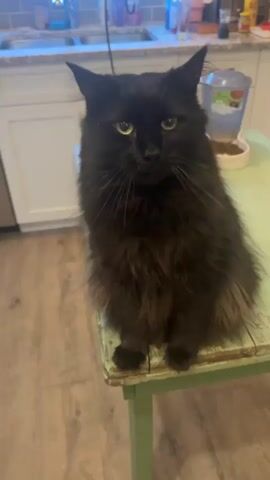 A fluffy black cat sits on a distressed teal table in a kitchen. The cat is looking down and to the left, then turns its head to look at the camera. The background shows kitchen cabinets and a sink.