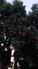 Person harvests and eats mangos from tree in Jos
