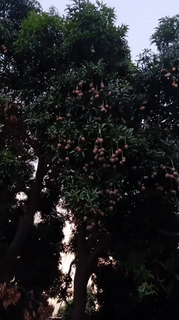 Person harvests and eats mangos from tree in Jos
