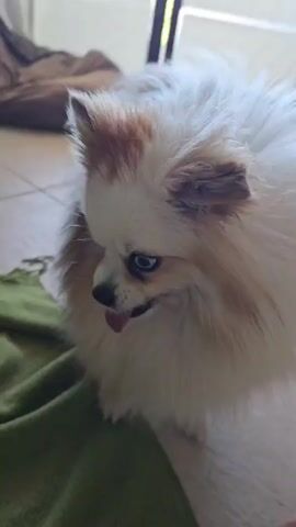 A small fluffy dog with blue eyes and brown markings on its head looks directly at the camera. The dog is standing on a tiled floor next to a green textured blanket. The blanket is draped over something, possibly a piece of furniture. The dog's paws are on the blanket. The background is out of focus but appears to be an indoor setting with a window and some furniture.