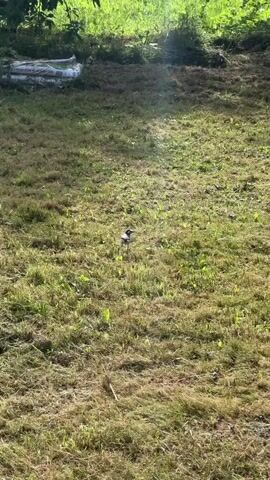 A bird walks across a grassy field. Sunlight shines on the grass, highlighting dried patches. In the background, a wooden bench sits near trees.