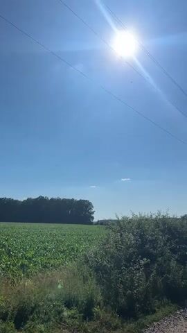 The media file depicts a bright, sunny day in a rural setting, likely Malyi Trostianets, Ukraine. The sky is a clear, vibrant blue, with the sun shining intensely in the upper right quadrant, creating a lens flare effect. A few wispy white clouds dot the sky.

The foreground is dominated by lush greenery. On the left, a field of tall green crops, possibly corn, stretches towards a line of dense trees in the middle distance. To the right, a thick hedge of bushes and branches creates a natural border. Overhead, several power lines stretch horizontally across the frame, indicating the presence of human infrastructure.

Several small, dark objects are visible in the sky, appearing as silhouettes against the bright background. These are likely birds or insects, though their exact nature is unclear due to their distance and size. One object in particular, located in the center-left of the frame, appears to be a bird in flight, possibly a raptor given its shape.

The overall impression is one of a peaceful, warm summer day in the countryside. The bright sun and the vibrant green of the vegetation suggest it is likely midday. There are no people visible in the media file. The scene conveys a sense of natural beauty and tranquility.