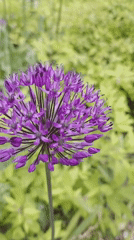 Purple Allium flower photographed in bloom in Szczecin
