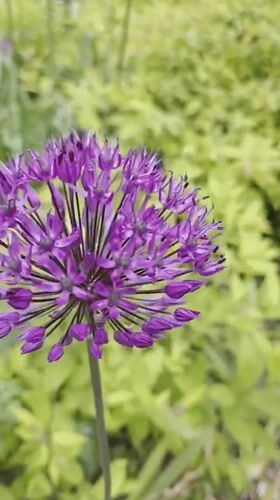 Purple Allium flower photographed in bloom in Szczecin