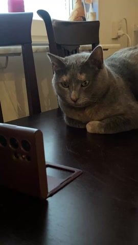 The video shows a gray cat sitting on a dark wooden table, looking at a phone with a brown case. The phone is positioned in a stand so the screen is facing the cat. The cat appears to be reacting to something on the phone, briefly showing its teeth. Two dark brown chairs are also visible, as is a window.