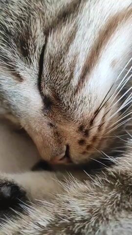 A close-up video shows a tabby cat sleeping. The cat is curled up, with its eyes closed and its nose tucked into its fur. Its whiskers are long and white, and its fur is striped with shades of brown and gray. The background is blurred, but appears to be a light-colored surface. The video is short, lasting only a few seconds.