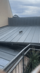 Balcony cat named Valera eats, explores rooftop, and plays