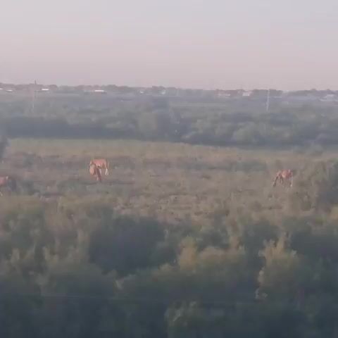 The video shows a wide, misty landscape in Arys, Kazakhstan, likely during the early morning or late evening due to the soft, diffused light and hazy atmosphere. The scene is dominated by low-lying vegetation, including fields of grass and scattered bushes, suggesting a rural or semi-rural environment. In the middle ground, several horses are visible grazing in a clearing. One horse appears to be a foal standing close to an adult. In the background, a line of buildings or structures can be seen on the horizon, indicating the presence of a settlement. A utility pole with wires is visible in the foreground, adding to the impression of a semi-developed area. The overall mood is tranquil and serene, with the mist softening the edges of the landscape and creating a sense of peaceful isolation. There is no visible text in the video.
