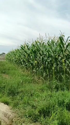 The video shows a field of corn with tall green stalks and leaves. The corn is planted in rows, and there is grass growing between the rows and around the edges of the field. The sky is visible above the corn, with some clouds. The camera is moving slowly, panning across the field. The video appears to be filmed during the daytime, under natural light. There are no people or animals visible in the video.