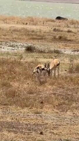 The video shows two gazelles battling each other in a dry, grassy field, with a body of water visible in the background. The gazelles are facing each other, locking horns and pushing. The ground is dry with sparse vegetation, and the water in the background appears calm.
