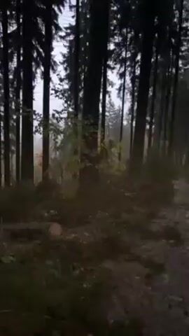 The video shows a dark, overcast forest with tall, straight trees. A dirt path runs through the scene, wet with moisture. There are some cut logs visible on the hillside. The overall impression is of a somber, possibly misty, atmosphere in a woodland environment. The camera shakes from time to time.