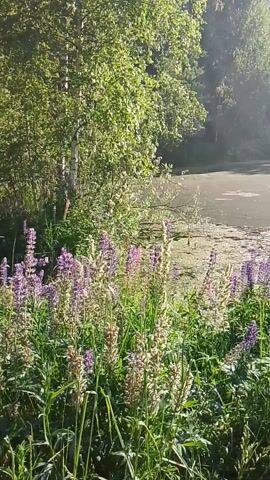 The video shows a close-up view of a body of water with green algae on the surface. There are purple lupine flowers growing along the edge of the water. Trees are visible in the background on the left side of the frame. The sun is shining, creating lens flare in the upper left portion of the video. The footage is oriented vertically, suggesting it may have been captured with a phone held in portrait mode.