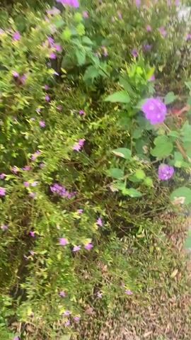 The video shows a close-up, slightly blurry view of a dense arrangement of green plants with numerous small purple flowers and some clusters of red flowers. The camera pans from left to right, revealing more of the foliage. The lighting suggests it is daytime, possibly overcast or in a shaded area, as there are no harsh shadows. The ground appears to be paved with a greyish material, likely concrete or stone, with some scattered leaves. The overall impression is of a garden bed or a planted area. There are no people or animals visible in the frame. The focus is entirely on the vegetation.