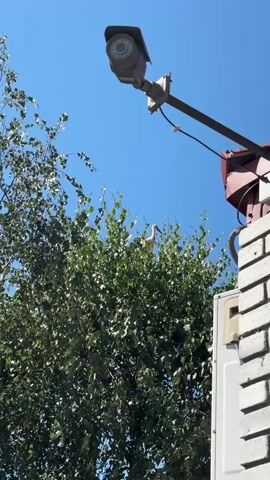 A security camera is mounted on a pole above a large tree with green leaves. A white bird with long legs and neck, possibly a stork, is perched in the upper branches of the tree. The sky is clear and blue. The camera is angled downwards towards the tree and the bird.